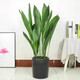 看匠一葉蘭盆栽耐寒喜陰植物辦公室內庭院觀(guān)葉綠植凈化空氣四季常青 80--90厘米左右10棵 不含盆