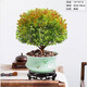 詩甲 小葉赤楠盆景綠植耐寒盆栽室內(nèi)桌面植物辦公室客廳送禮開花結(jié)果 五年赤楠+617梅青盆+底座