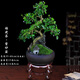 福建茶綠植室內(nèi)花卉盆栽造型樹客廳禪意盆景小老樁桌面辦公室擺件 紫砂盆【福建茶】+木架 整套成品（山石苔蘚，帶盆種好）