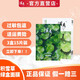 溪秀面膜女正品補(bǔ)水小綠盒積雪草潤(rùn)顏修護(hù)蠶絲保濕 3盒15片【現(xiàn)貨速發(fā) 防偽可查】