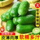徐暖暖丹東軟棗獼猴桃應季新鮮綠心奇異果孕婦水果放軟后食用 0.9斤長(cháng)軟棗【單果10-15g】