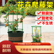 綠園匠植物爬藤支架花卉綠植攀爬固定支柱防倒伏支撐固定花盆架子四層