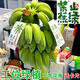 顏曼箐一整串帶桿辦公室水培香蕉種養禁止拒絕蕉綠不焦綠小米蕉皇帝芭 9斤