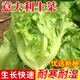 種菜記生菜種子玻璃生菜 結(jié)球生菜辛普森精英生吃沙拉陽臺園藝蔬菜種籽 意大利生菜10克