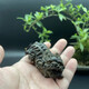 觀玉沉香木原木料貔貅木雕原木雕刻手玩把件手把玩掛件文玩雕七夕禮物 貔貅6.6*3.7*3.0