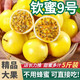張小壯百香果 黃金果 廣西欽蜜9號黃金百香果9號新鮮生鮮白香果水果 精選4.5-5斤約35-40個