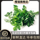 槿饈新鮮意大利芹500g 歐芹香芹法國香菜 巴西里香料 新鮮歐芹250g