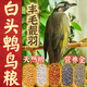 跑來(lái)跑去白頭翁紅耳鵯幼鳥(niǎo)鵯類(lèi)飼料鳥(niǎo)通用食五色谷雜糧黍子靚羽營(yíng)養益生菌 1桶【天然好糧】