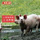 零號(hào)土豬恩施土豬半頭年豬2999元套餐約85斤農(nóng)家散養(yǎng)新鮮豬源頭直發(fā)