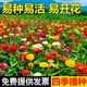 茗花潭草坪種子矮生四季青草坪草籽庭院綠化四季常青護(hù)坡草種子免修剪花 混色百日草1斤 【美化點綴】
