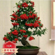意軒火棘苗 火棘樹苗火棘沙棘盆景盆栽樹樁觀果植物陽(yáng) 3年苗(當(dāng)年結(jié)果帶土球發(fā))