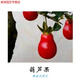 睿格達金彈子盆栽母苗四川金單子觀(guān)果盆景樹(shù)苗可掛果金蛋子3有嫁接枝條 L25-葫蘆形_三年母苗一顆 不含盆