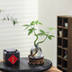 八芽發(fā)財樹(shù)小盆栽花卉水培植物客廳桌面綠植室內四季招財樹(shù)辦公室好養 雙桿發(fā)財樹(shù)-槍灰瓶-紫砂托-圓托 含盆