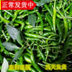 辰實(shí)【現(xiàn)貨】新鮮青朝天椒 青小米辣 現(xiàn)摘小尖椒特辣 5斤 【新鮮采摘】劃算