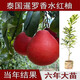 泰國暹羅香水紅柚三紅柚嫁接苗柚子樹(shù)新品種南方種植紅心果樹(shù)大果 暹羅香水紅柚兩年苗