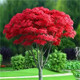 紅楓樹苗紅舞姬盆景庭院陽(yáng)臺(tái)盆栽耐寒植物 中國(guó)紅楓 樹苗粗度3cm拍1棵
