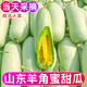 美縱山東羊角蜜新鮮當(dāng)季小密瓜香瓜蜜瓜羊角脆 5斤 大大果店長(zhǎng)力薦裝