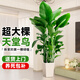 臨雅天堂鳥盆栽室內(nèi)客廳大型綠植辦公室大葉植物花卉鶴望蘭新房去甲醛 天堂鳥1.4-1.6米+白梯形盆