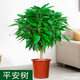 平安樹(shù)盆栽客廳盆栽大小樹(shù)苗幸福樹(shù)花卉盆栽綠植室內好養大盆栽大型 平安樹(shù) 高50-60厘米【原盆原土】  含盆