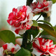 盆栽茶花苗 山茶花苗綠植花卉盆栽四季好養(yǎng)茶花樹(shù)苗盆栽耐寒花卉觀花植物室內(nèi)花卉綠植開(kāi)花不斷 不含盆 花露珍 3年苗