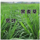 綠中城四季牧草種子黑麥草種籽玉米草甜高粱紫苜蓿豬牛羊兔魚(yú)草種籽 一年生黑麥草一斤 一斤