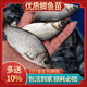中科五號(hào)鯽魚苗黃金鯽魚工程湘云鯽土鯽淡水養(yǎng)殖食用活體大草魚苗 優(yōu)質(zhì)鯽魚苗3-4厘米 50條送5條防損