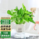 泰西絲綠蘿盆栽綠植室內(nèi)辦公室水培植物桌面擺件 綠蘿+早安盆 源頭直發(fā)