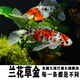 AIPHAROW金魚(yú)活體大草金小金魚(yú)苗紅花草金冷水魚(yú)好養耐活觀(guān)賞魚(yú)紅鯽錦鯉魚(yú) 14-16cm花草金2條