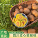 倘若四川紅心獼猴桃彌胡迷糊桃雅安都江堰蒲江新鮮水果特產(chǎn)整箱禮 中果【70-90g】6個(gè)裝