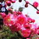 龍辰語(yǔ)梅花盆景樹(shù)樁梅花樹(shù)苗臘梅苗紅梅綠梅烏梅花苗盆栽美人梅花苗梅 杏梅 4年苗以上當(dāng)年開(kāi)花
