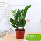 御卉閣金錢(qián)樹(shù)綠植室內盆栽植物發(fā)財樹(shù)錢(qián)串子辦公室大型客廳四季好養花卉 15~20cm高一盆五六棵左右原盆 不含盆