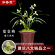華香園蘭花建蘭 夏皇梅 八大名品之 濃香型辦公室內耐陰綠植盆栽花卉 夏皇梅2苗連體裸根 不帶花苞