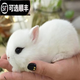 仟蕓兔子活物侏儒兔鳳眼小型茶杯兔長(cháng)不大不咬人宿舍貓貓荷蘭垂耳活體 海棠鳳眼侏儒兔