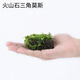 AIPHAROW草缸精品珊瑚鳳尾苔moss莫斯摩斯摩絲加火山石莫斯水榕火山石造景 火山石三角莫斯