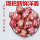 新鮮紅皮洋姜野生鬼子姜種子腌制菊芋現(xiàn)挖腌菜姜不辣泡菜火鍋食材 250g 裝 新鮮紅皮洋姜小果