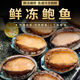 新鮮小鮑魚鮑魚鮮活冷凍中小鮑魚鮮活急速冷凍鮑魚食材 25只鮑魚【5-10g左右/個】