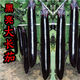 紫黑長(cháng)茄子種子黑亮長(cháng)茄種線(xiàn)茄子種子露天大棚四季蔬菜籽盆栽黑茄 黑長(cháng)茄種子【1包 約50?！? title=