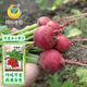 鳳鳴雅世櫻桃蘿卜種子四季陽(yáng)臺盆栽蔬菜種籽可愛(ài)多小蘿卜種子10克