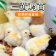 活體小雞苗純種土雞三黃雞麻黃雞烏黑雞品種可選(順豐1天內(nèi)發(fā)貨) 三黃雞 全母30只裝 送5路損