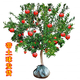 森越石榴樹(shù)樹(shù)苗特大突尼斯軟籽石榴苗盆栽帶土南北當年結果石榴苗 5年當年結果大苗每人每天限購一
