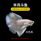 墨一泰國斗魚(yú)活體馬尾獅王半月公母熱帶魚(yú)泰斗淡水好養耐養魚(yú)觀(guān)賞魚(yú)缸 半月淺色系1條 顏色隨機 半月