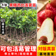 芥圃蓮霧樹(shù)苗嫁接臺(tái)灣黑金剛黑珍珠大葉紅蓮霧果樹(shù)苗四季結(jié)果樹(shù)苗 黑糖芭比蓮霧 【帶土帶葉】 3年苗 高度：70-90公分