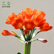 艾瑩君子蘭花苗 盆栽花卉辦公室內綠植當年開(kāi)花青葉蘭苗精品 橙紅色君子蘭6片葉