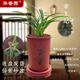 華香園綠植 蘭花苗金邊鶴藝【帝王妃】四季建蘭矮種 大果冠 耐陰辦公 室內(nèi)綠植花卉盆栽 帝王妃6苗帶盆栽好（紅色直筒盆）不帶花苞