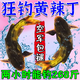 魔荒釣黃辣丁專用餌料野釣黑坑爆護(hù)黃顙魚黃昂刺魚的神器釣魚小藥窩料 1袋裝【一用就爆護(hù)】