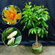 歐博 白蘭花盆栽花卉植物室內玉蘭樹(shù)苗帶花苞四季好種濃香型黃角蘭好養 白蘭花(五年) 不含盆