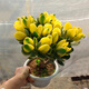 新花月錦老樁 落日之雁 多肉植物肉肉植物 群生新華月錦多肉植物 新華月錦9至13頭 不含盆