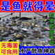 醉魚藥特效暈魚劑江河魚塘專用醉魚藥無毒可食用魚塘醉魚藥暈魚劑 單瓶裝【安全無毒】