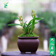 翁源蘭花九仙荷蝶矮種 行龍葉藝辦公桌面小盆栽四季開花濃香小型 九仙荷蝶3苗【當年開花】簡易盆