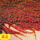 爬藤爬山虎種子四季常青攀援花卉種子戶(hù)外墻外觀(guān)葉爬山虎種籽鑫意 紅葉爬山虎種子50g